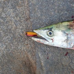 ベイト‼潮目‼ボイル‼【20251102】